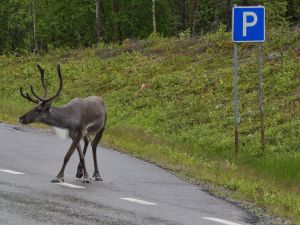 nordic_roadtrip_2015