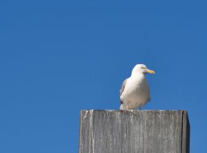 nordic_roadtrip_2015