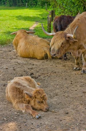 novy_zeland_na_slovensku_3_7_2010